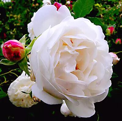 保加利亚玫瑰纯露官方旗舰店,保加利亚玫瑰介绍