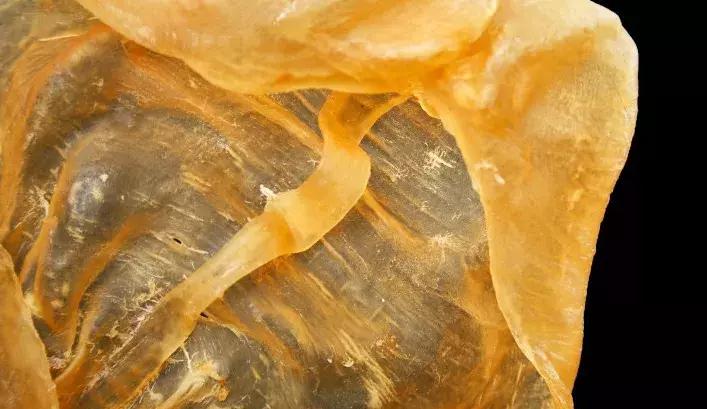 真正的花胶是怎么样的,最好的花胶有何标准