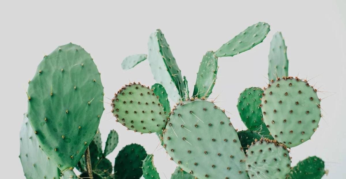 100种花语图解大全,100种象征着爱情的花的花语