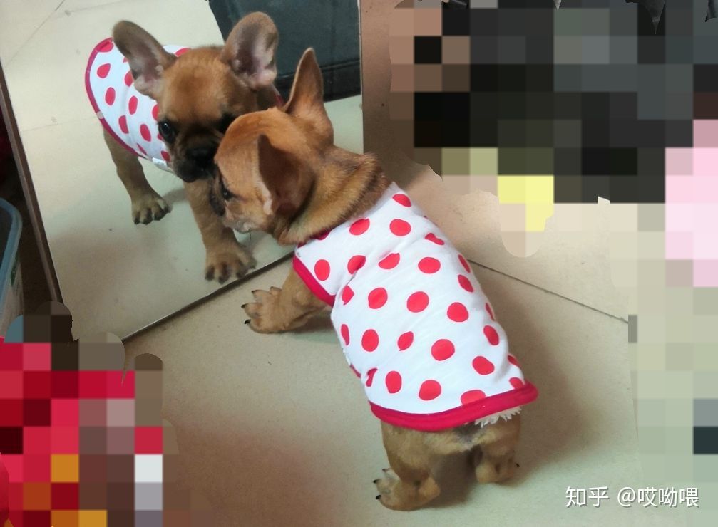 两个月狗细小病毒治疗最佳方案,两个月的法斗感冒初期症状