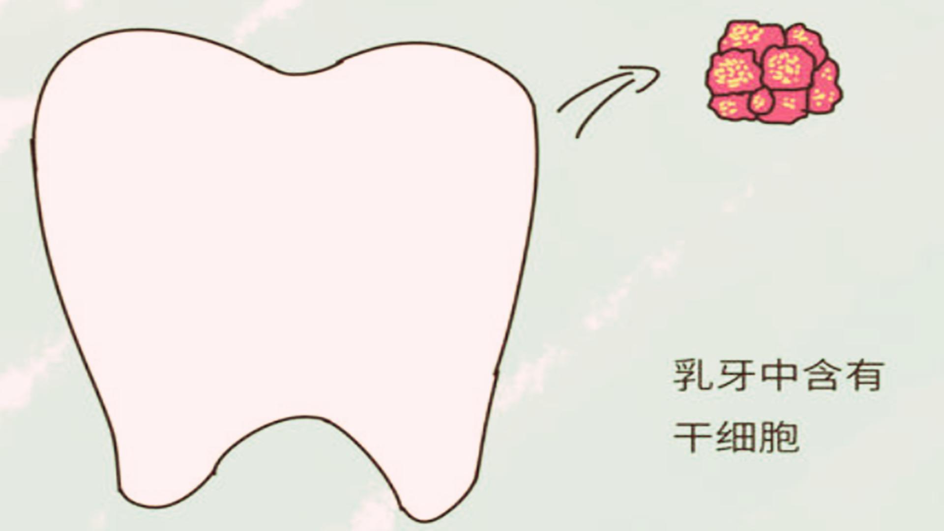 保存孩子牙齿,孩子的乳牙储存起来真能救命吗