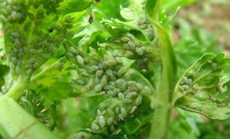 花椰菜常见病害图解,花椰菜病虫害防治图谱