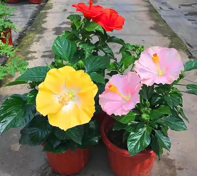 扶桑花养护方法大全,春天养这7种花