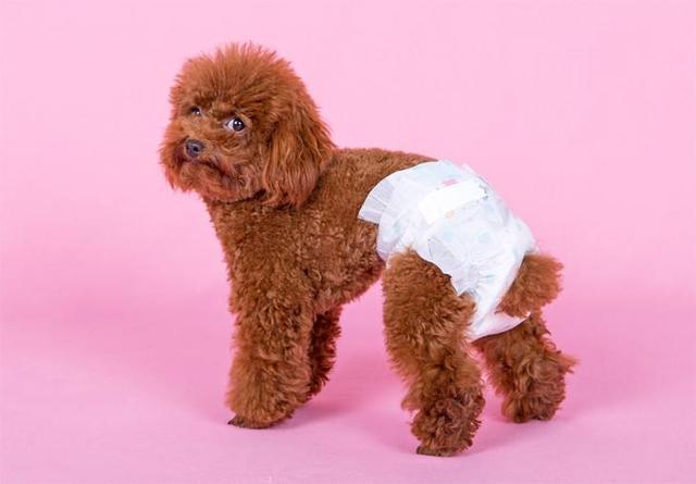 母狗发情期，这6点要做好，铲屎官须牢记