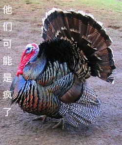 驼峰储水？童话里都是骗人的