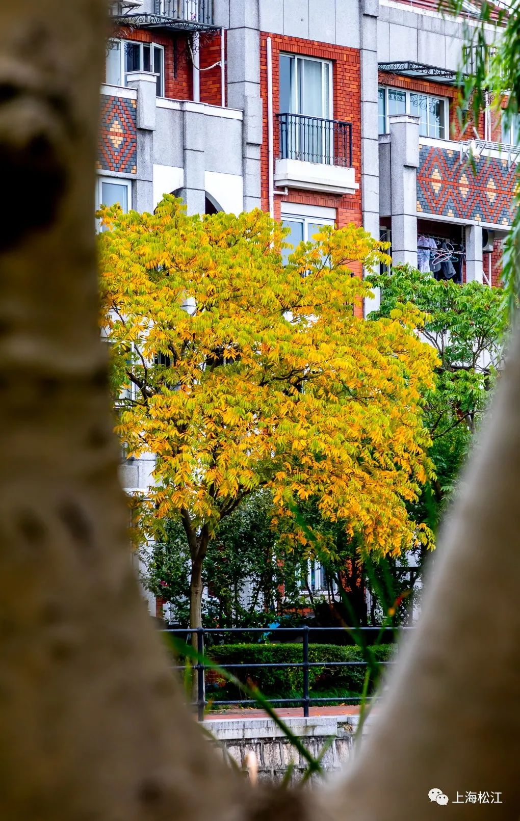 上海最美秋景,上海哪些公园可以拍秋景