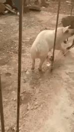 2019爆笑gif动图高清斗图,2019爆笑gif动图高清