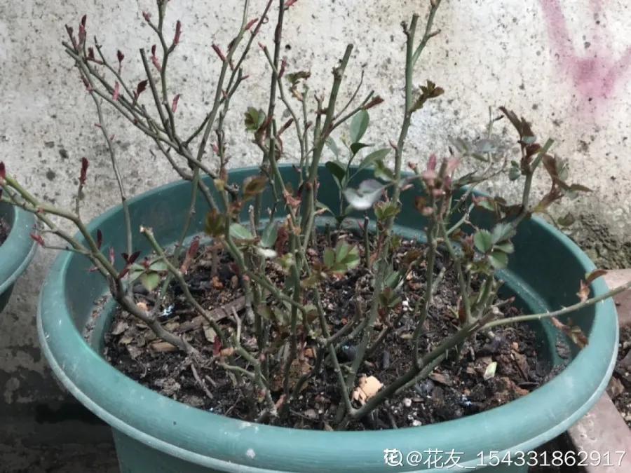 花买回来叶子蔫了怎么办,花掉花苞有什么好方法吗