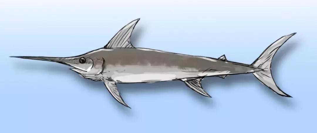 DAHON美国大行折叠SRA682，陆地上飞翔的剑鱼