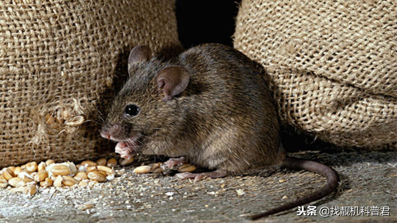 老鼠是怎么从下水道钻上来的,马桶下水道有老鼠怎么办