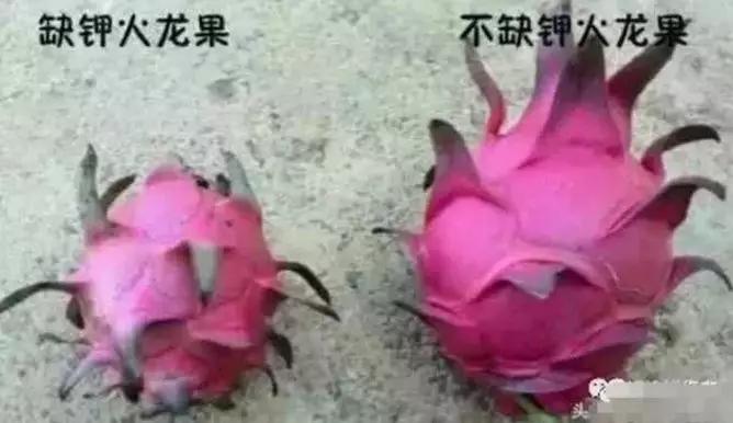 进口水溶肥是真的吗知乎,进口水溶肥和国产水溶肥的区别