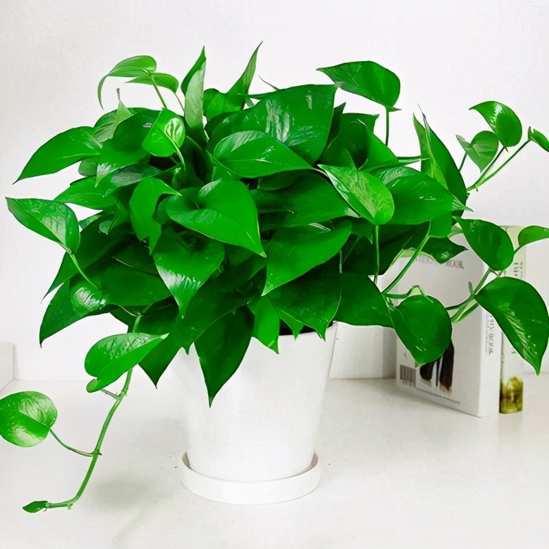 植物租赁怎么报价,绿植租摆和租赁的区别