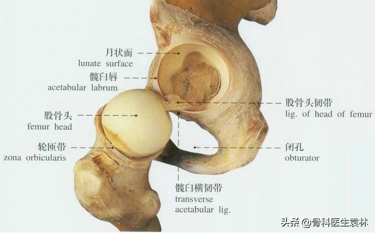 髋关节隐隐痛是股骨头坏死吗,老人髋骨痛股骨头坏死