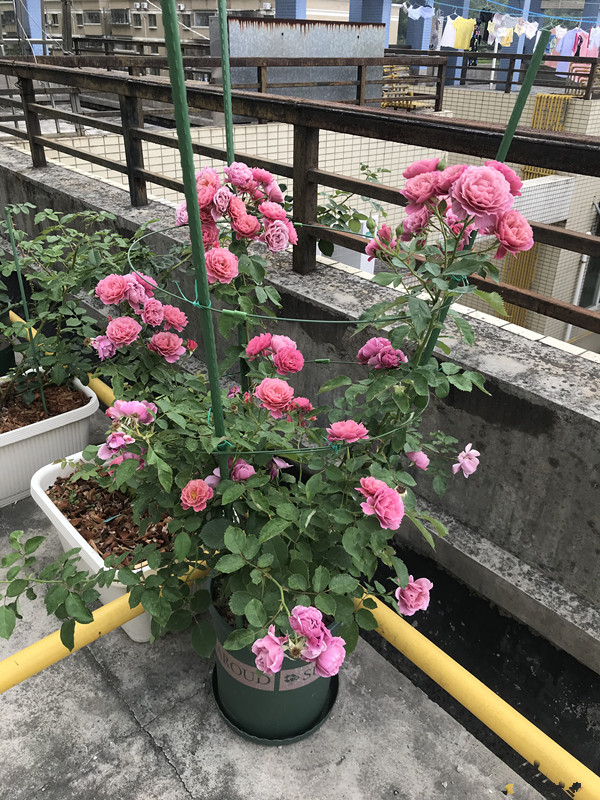 月季开花机器哪种最好养,月季中的开花机器有哪些