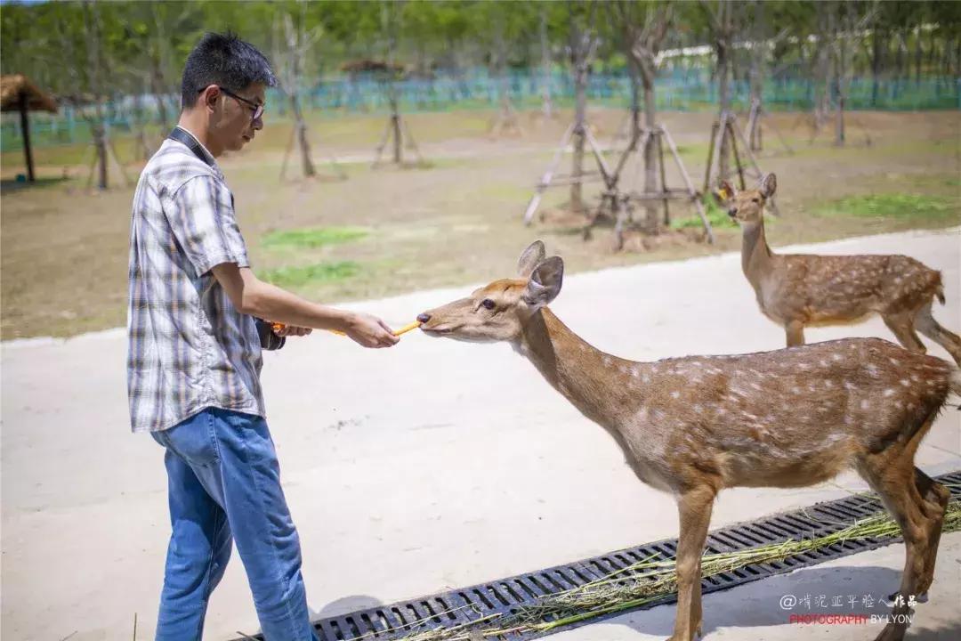 去南京金牛湖野生动物王国堵车吗,南京金牛湖野生动物王国最新活动