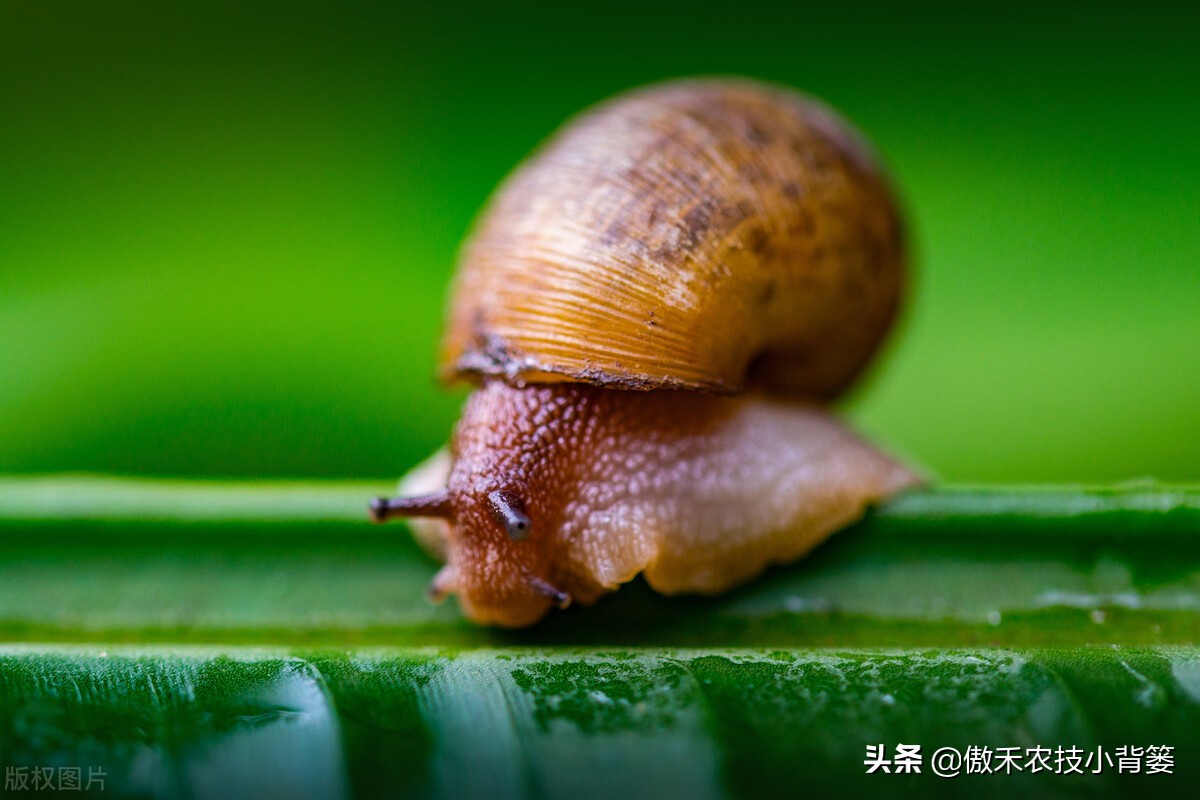 种植蔬菜蜗牛很多怎么办,蔬菜上的蜗牛用什么方法治