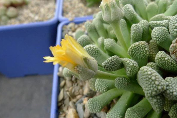 多肉天女属,用美丽的名字诱惑你买,用奇特的长相颠倒你的审美!