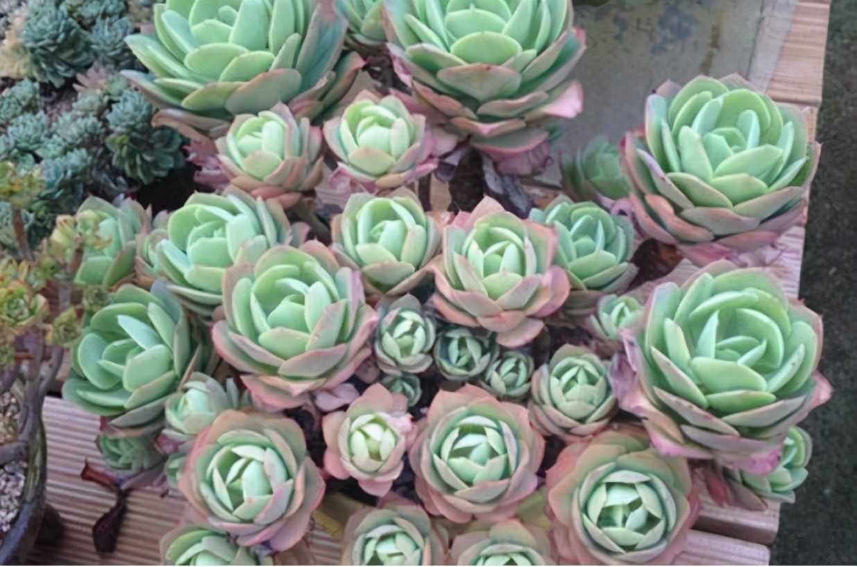 超全多肉术语42种多肉入门术语图文详解让你一文搞懂多肉术语