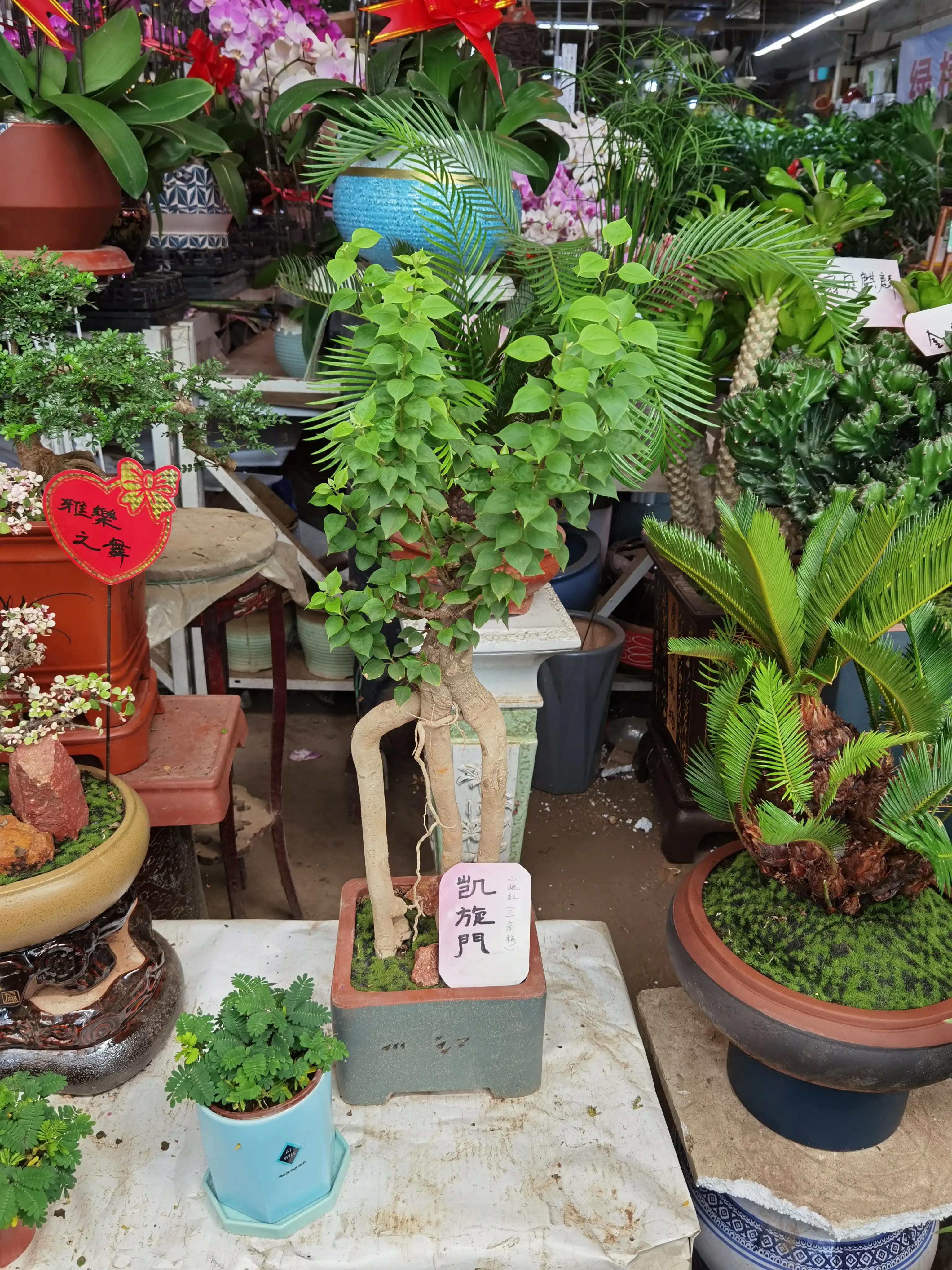 沈阳花卉市场搬哪去了,沈阳花卉市场批发各种绿植