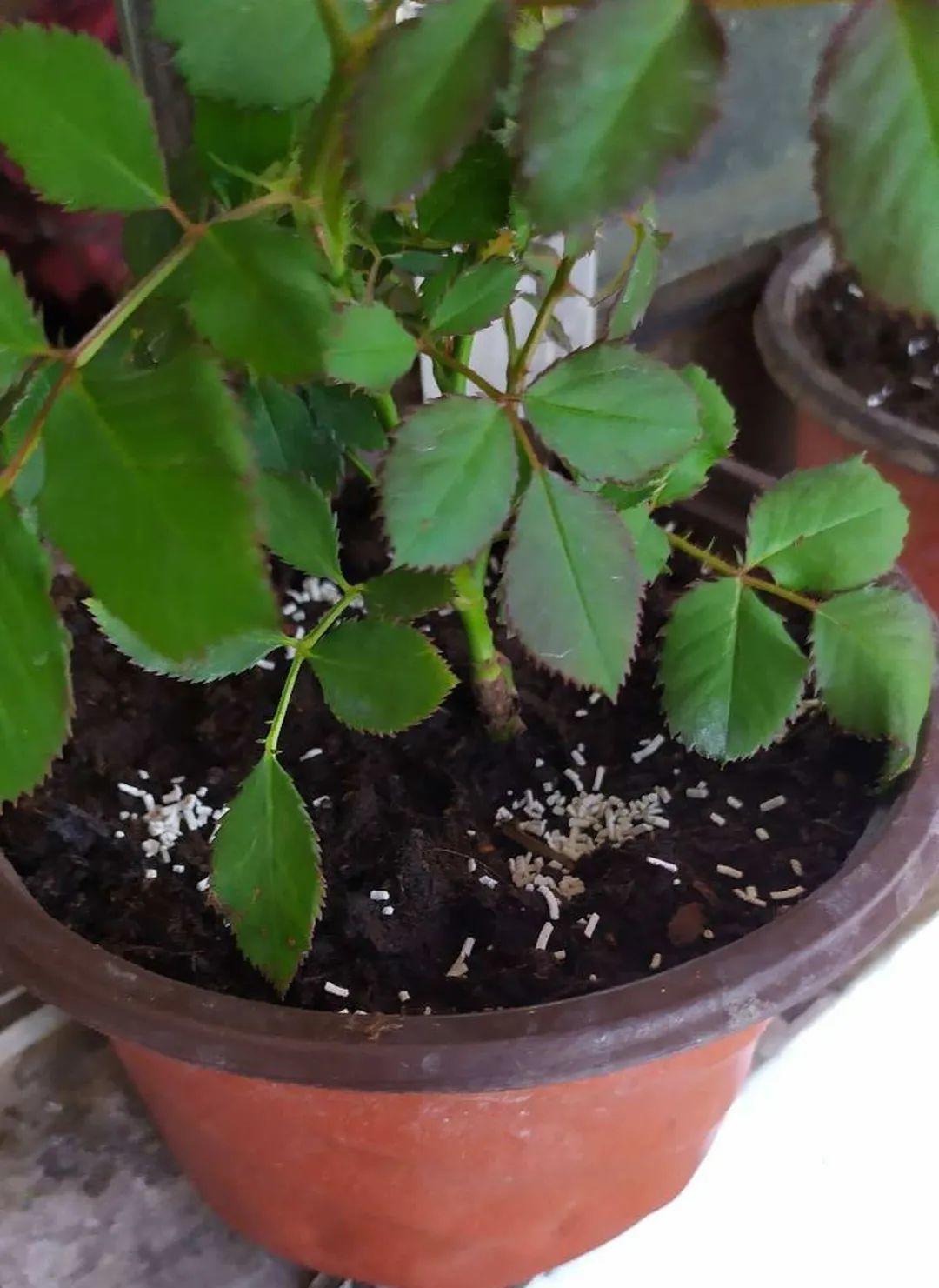 养花得了蚜虫蚧壳虫小黑飞,水里“加点它”,统统“灭干净”