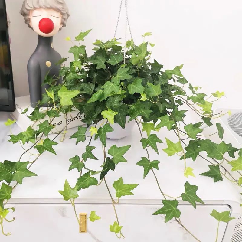 常春藤哪种适合盆栽好看,室内常春藤的养殖方法和注意事项