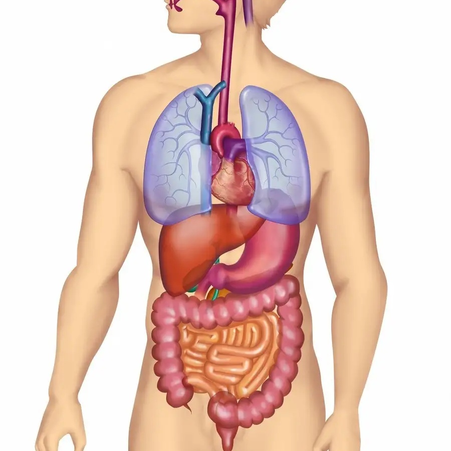 中医调理脾胃虚弱吃什么中药,中医养生怎么治疗脾胃虚弱