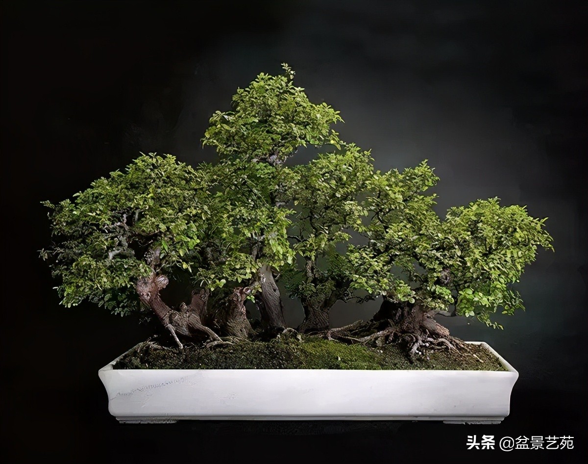 西泠印社砚台最高价拍卖记录,杭州西泠拍卖盆景