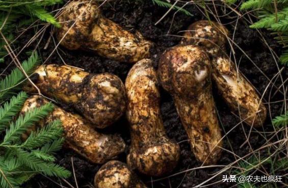 50吨冬虫夏草多少钱,冬虫夏草亩产多少