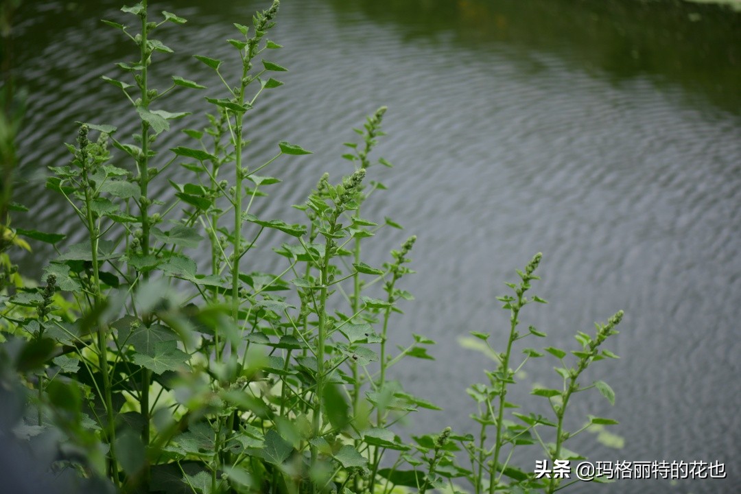 徒长花草怎样处理,徒长的树木怎么处理
