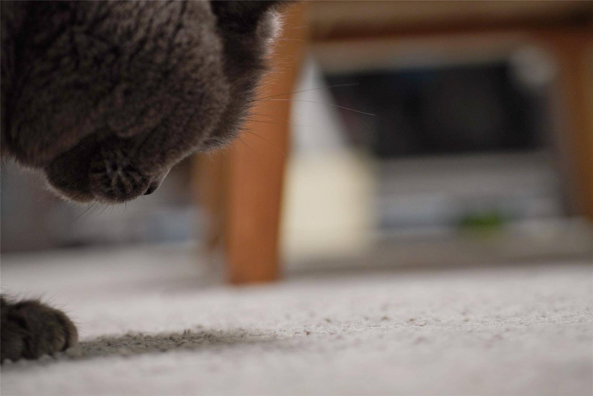 猫主子的猫砂怎么选,喵星人的食物有哪些