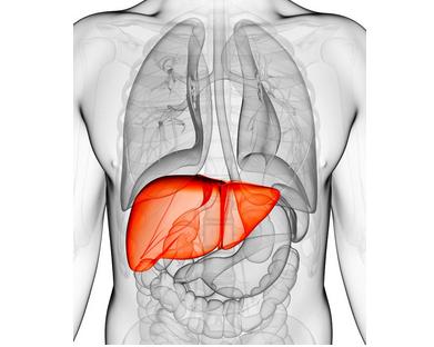 脂肪肝肝掌怎么样才能消失,轻度脂肪肝减肥后会消失吗