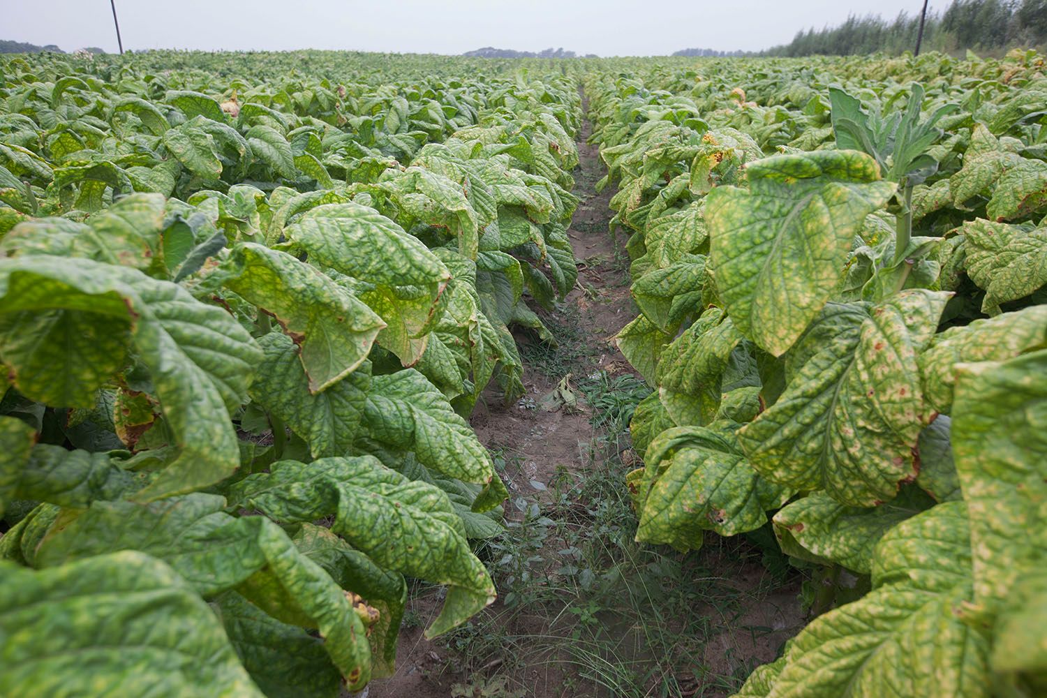 中烟公司年薪,中国烟草年薪硕士