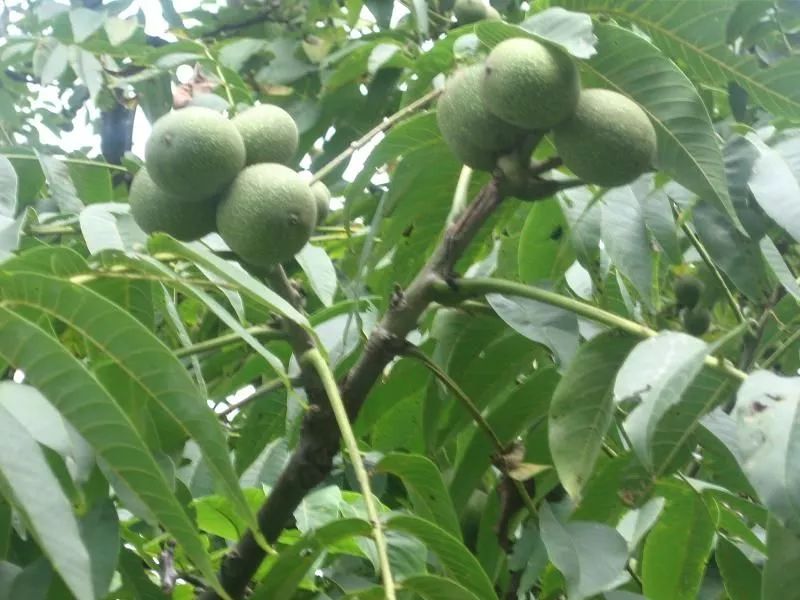 目前种植什么果树最好又赚钱,现在种植什么果树最好最赚钱