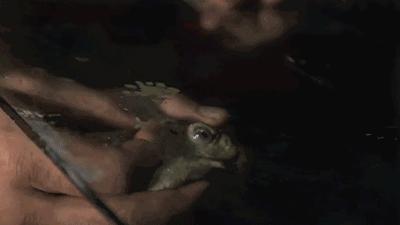 澳洲的蛤蟆有哪些,澳洲蛤蟆泛滥成灾