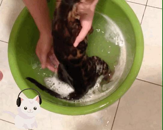 干货｜猫藓的治疗与自救，转发给你身边需要的朋友吧