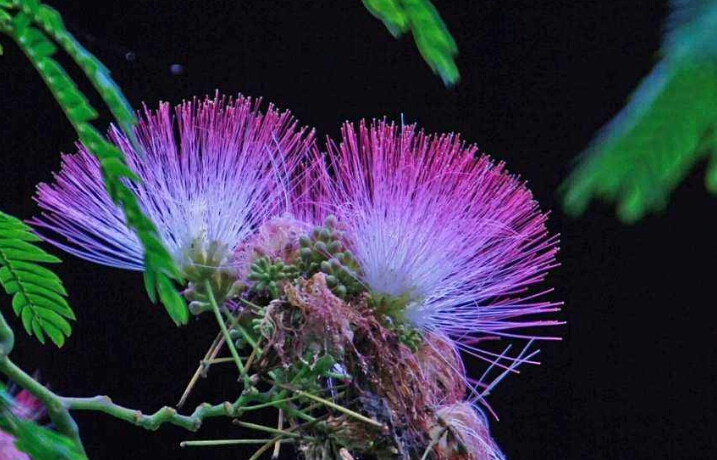 *欢合**花：花美叶美、有色有香的*欢合**花，管理与栽培