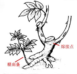 玫瑰不容易种活,玫瑰种植易养活