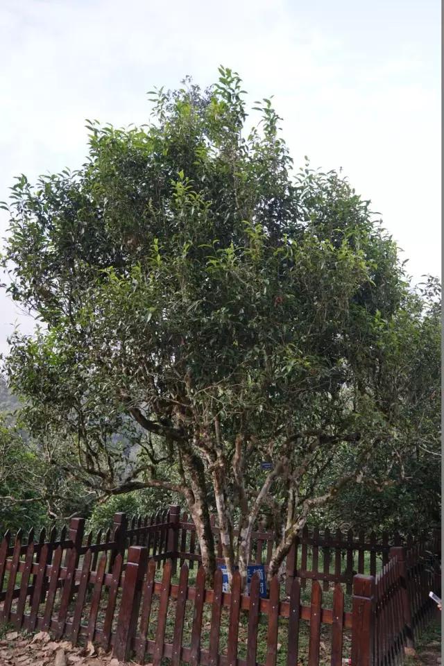 在网上真的难买到好茶,为什么在网上买不到好茶