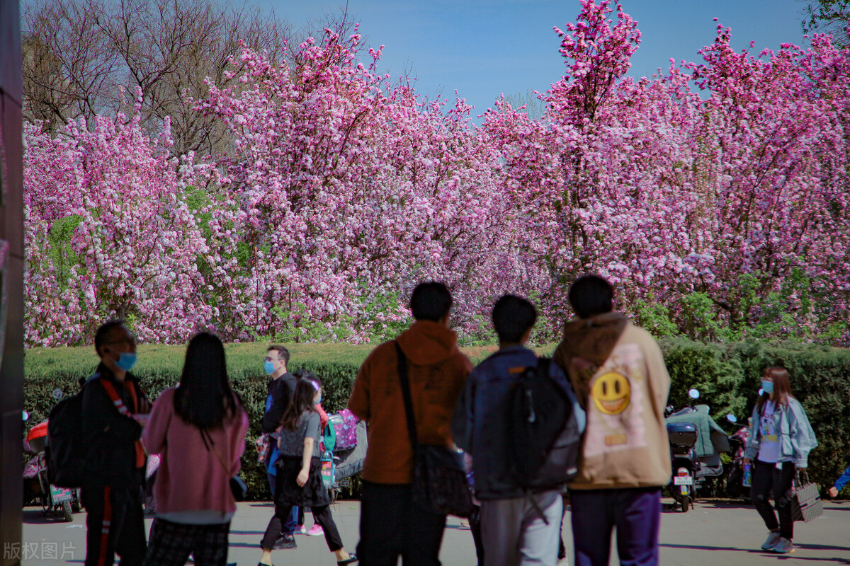 100种常见园林图鉴,列举20类不同的园林花卉
