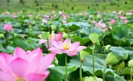 梧州江口网红打卡景点,梧州长洲岛网红打卡景点