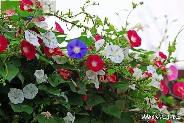 适合阳台种植的爬藤植物都有哪些,家庭阳台种什么爬藤植物比较好