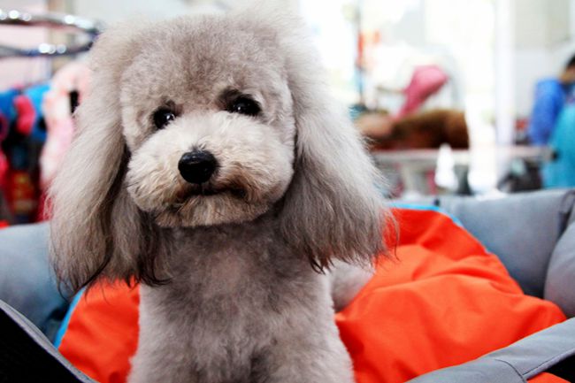 贵宾犬不吃狗粮喜欢吃家里的饭,贵宾犬不吃东西又吐怎么办