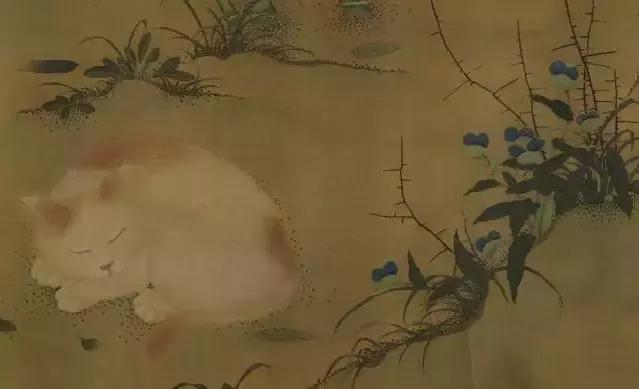 20元土猫,土猫能卖多少钱一只