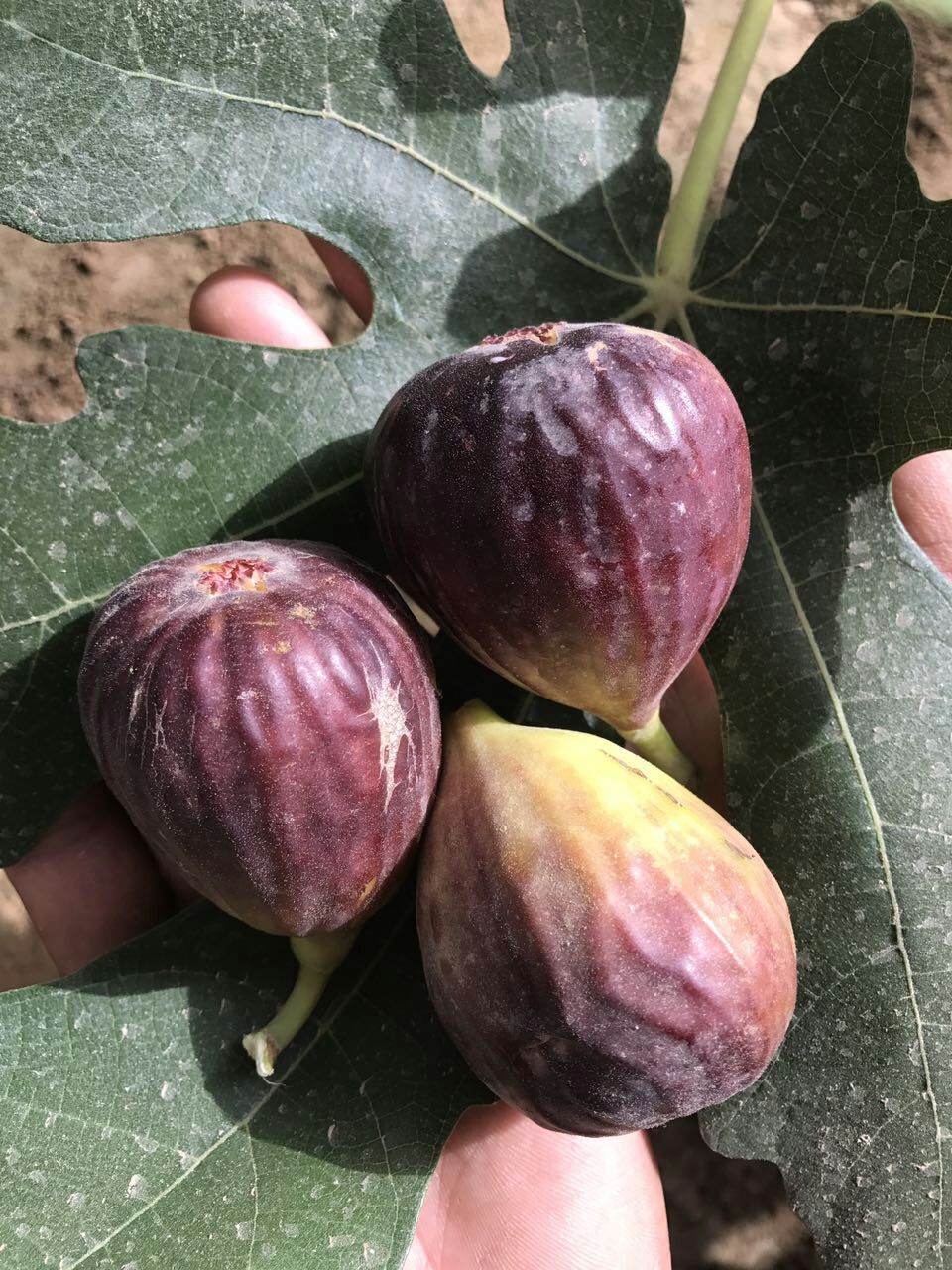 名扬四海的新疆瓜果,带你一起吃遍新疆瓜果