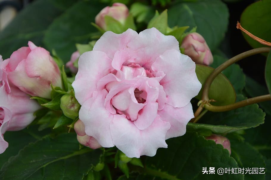 花大色艳大岩桐，冬季应该这么养