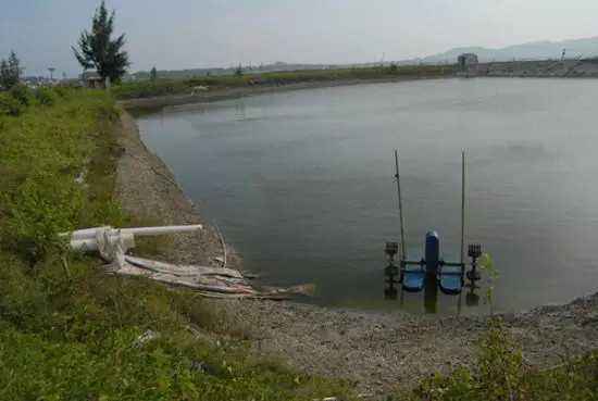 虾塘水发黑快速处理方法,虾塘水黑红色是什么原因