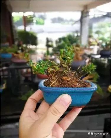 微型黄杨好养吗,黄杨微型盆景如何浇水