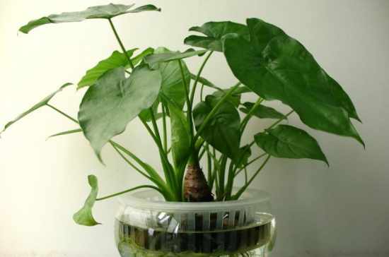 新窗帘洗了还有甲醛吗,窗帘放洗衣机洗能去甲醛吗