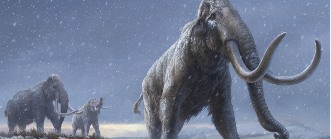 史前猛犸象灭绝真正原因,最可能复活的为什么是猛犸象