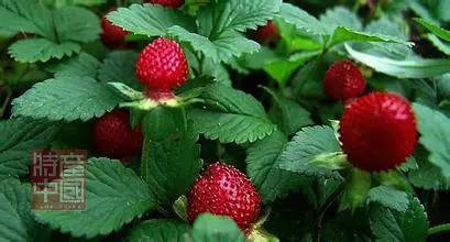 世界稀奇水果品种大全,世界热带奇特水果品种介绍